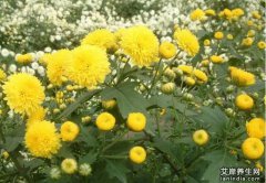 中药菊花图片大全_菊花的主要功效与作用有哪些