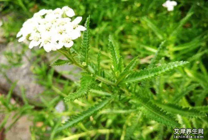 一枝蒿在原生态中的植物图片