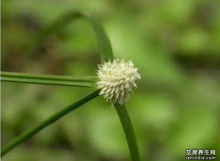 一箭球的的功效与作用图片