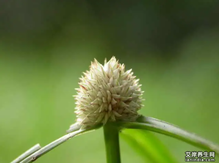 一箭球药材特写图片