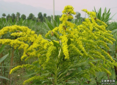 一枝黄花图片_一枝黄花的功效与作用