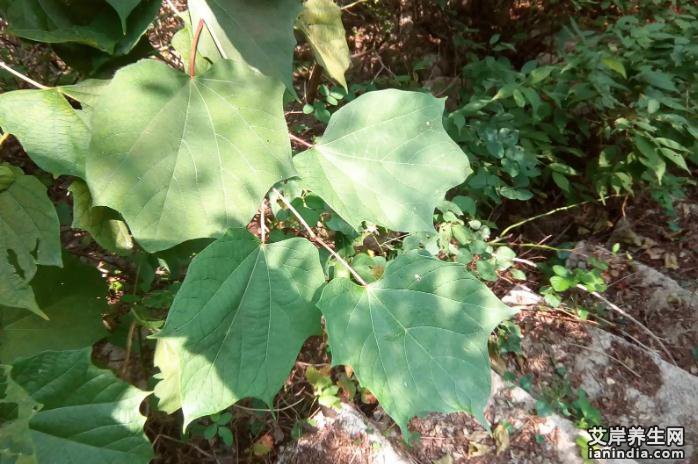 八角枫根药材特写图片