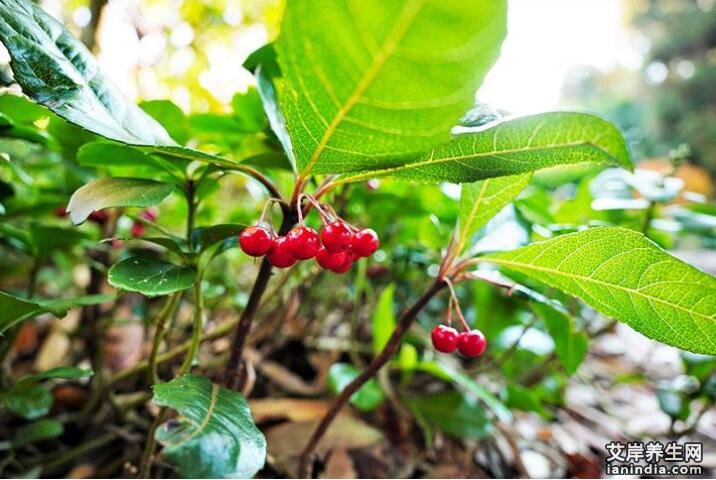 八爪金龙在原生态中的植物图片