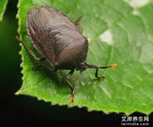 九香虫在原生态中的植物图片