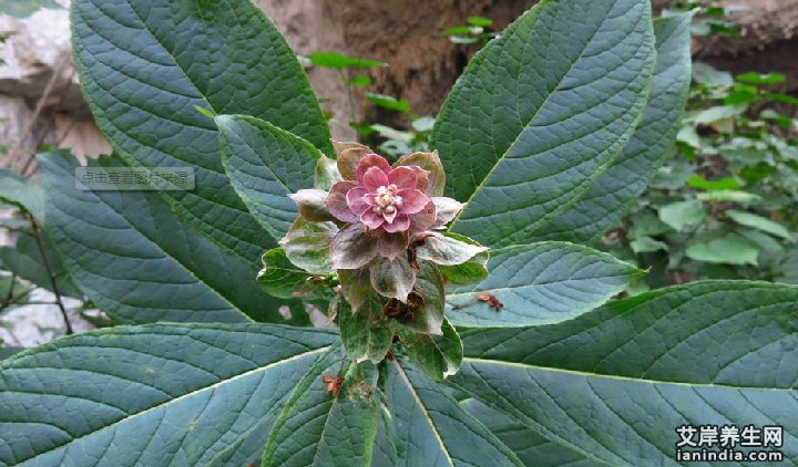 三对节在原生态中的植物图片