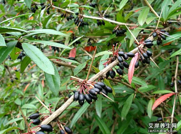 三颗针药材特写图片