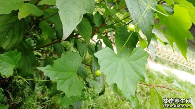 土白蔹在原生态中的植物图片