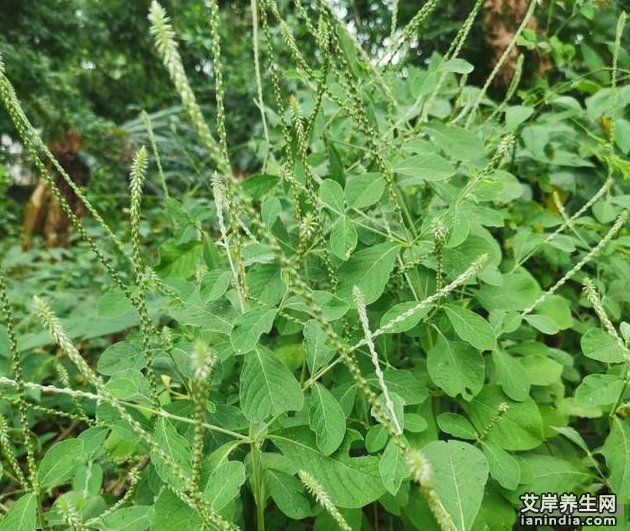 土牛膝在原生态中的植物图片