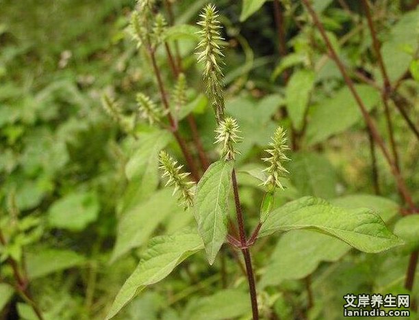 土牛膝药材特写图片