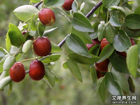 大枣药材特写图片