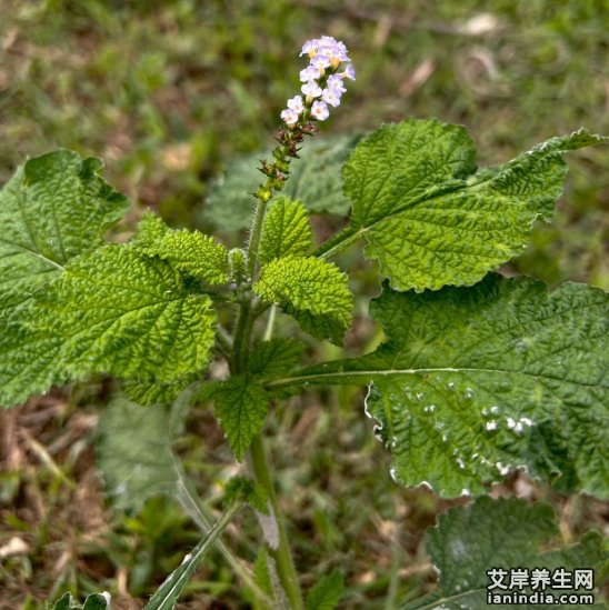 大尾摇药材特写图片