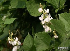 大麻药图片_大麻药的功效与作用