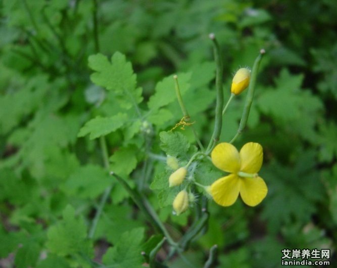 大人血七在原生态中的植物图片