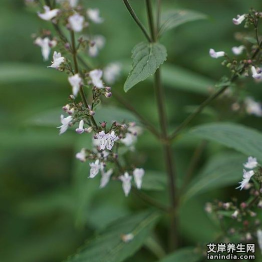 大叶蛇总管药材特写图片